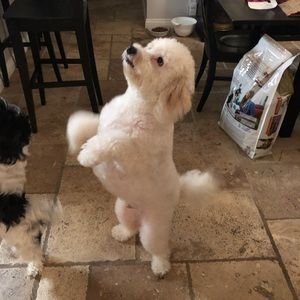 Meet your Posher, Laurel